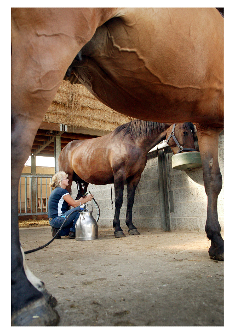 Paardenmelkerij De Beck