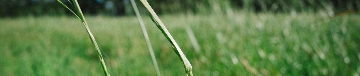 Gras2_CopyrightTourismMechelen.jpg