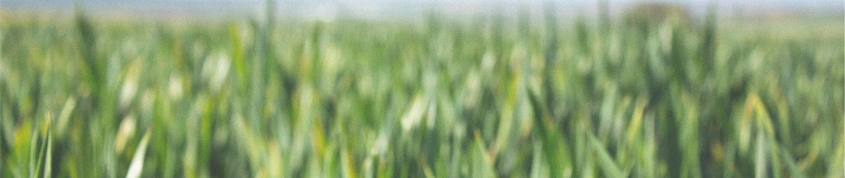 Gras_CopyrightTourismMechelen.jpg